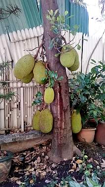 Jackfruit on a tree